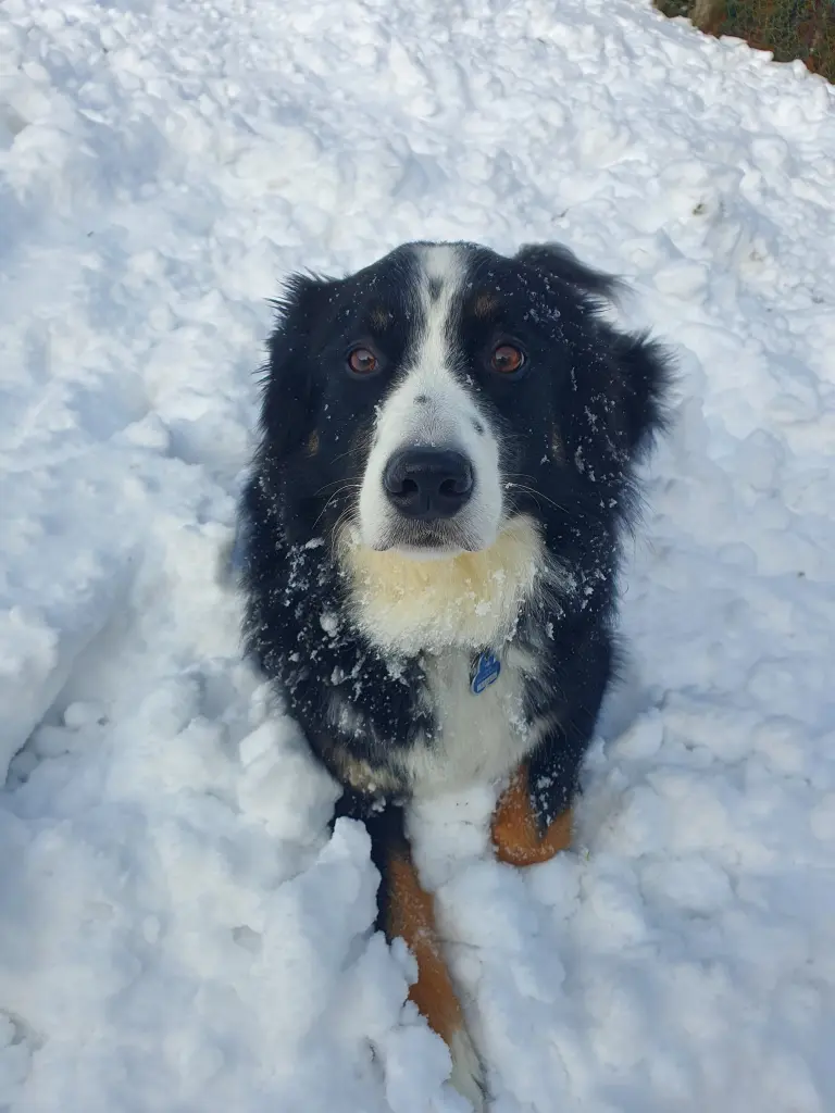 Oder Schnee,