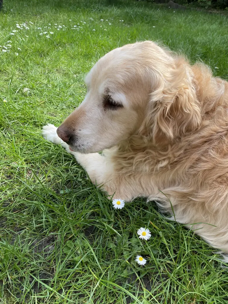 Condolence image of Sophia