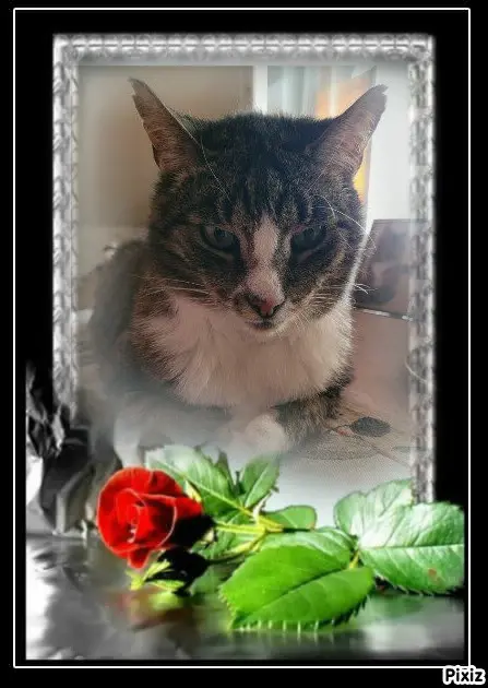 Condolence image of Tanja mit Timmy im 💖🐈🐾
