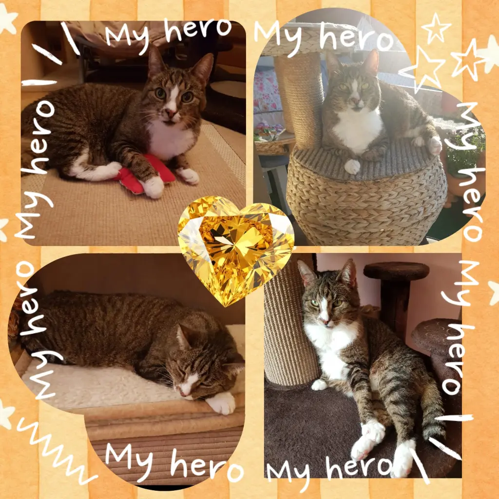 Condolence image of ❤️Für Öski ❤️