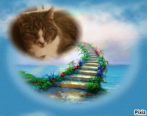 Condolence image of Tanja mit Timmy im 💖🐈🐾