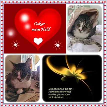 Condolence image of 68 Tage mein geliebter Oskar ein Engelchen, deine Ilse in Liebe