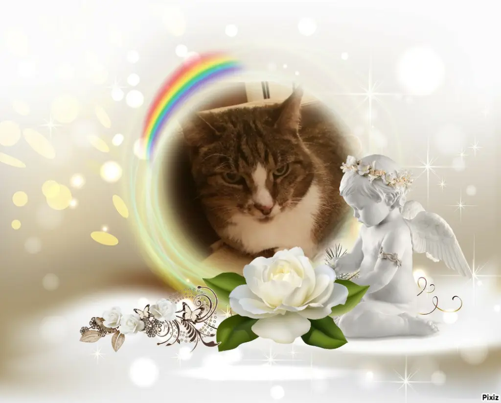 Condolence image of Tanja mit Timmy im 💖🐈🐾