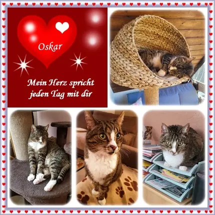 Image from Oskar