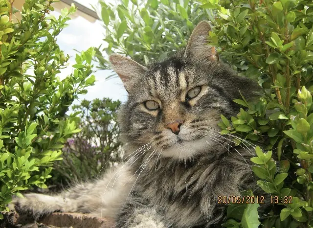 Image from Tiger