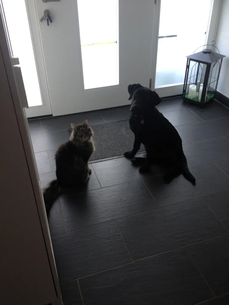 Image from Tiger