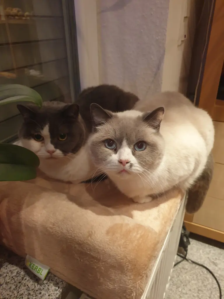 Image from Mäxchen