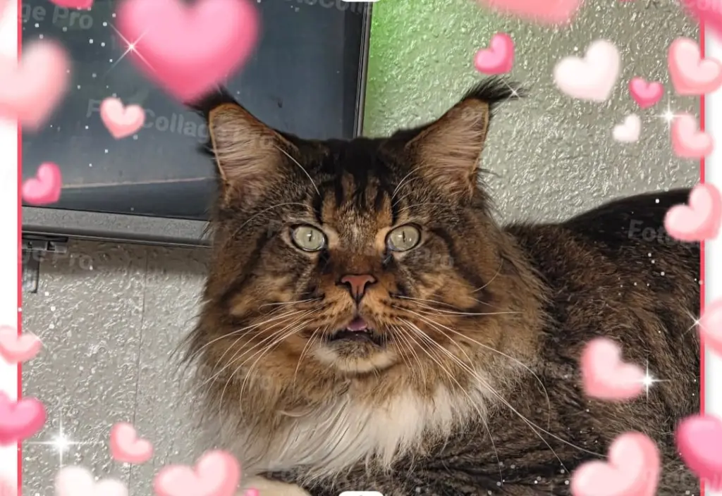 Image from Simba