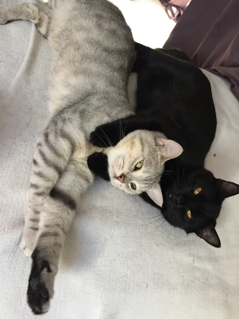 Mit Kodaa ❤️