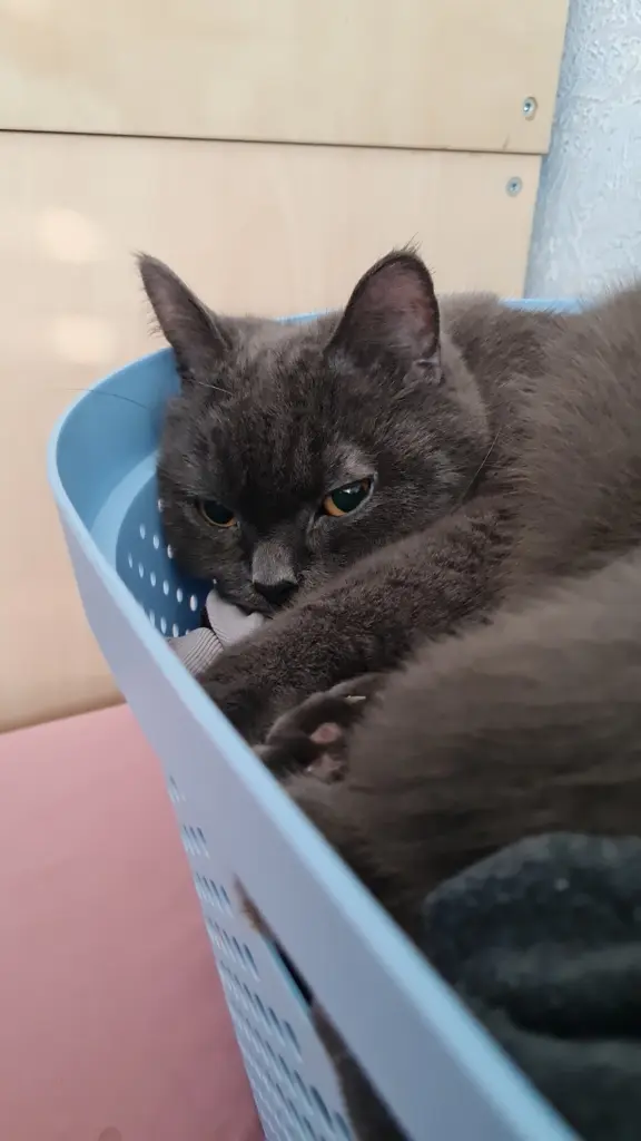 Bild von Puma