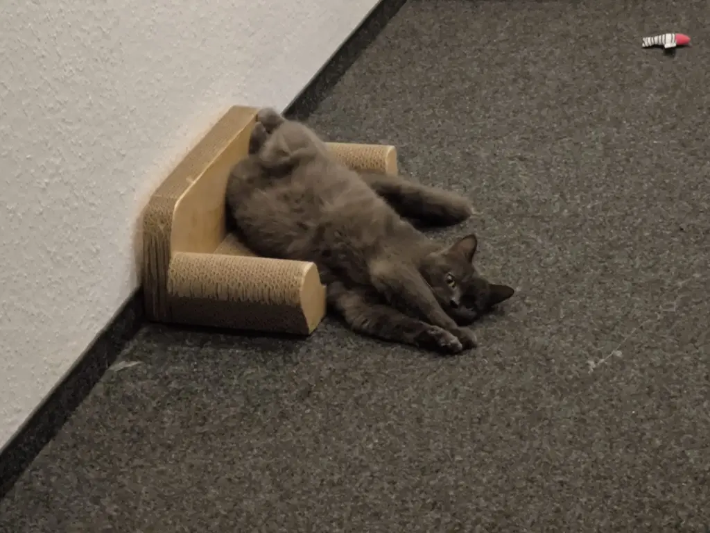 Bild von Puma