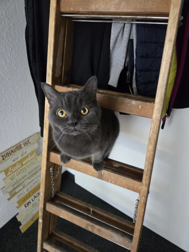 Bild von Puma