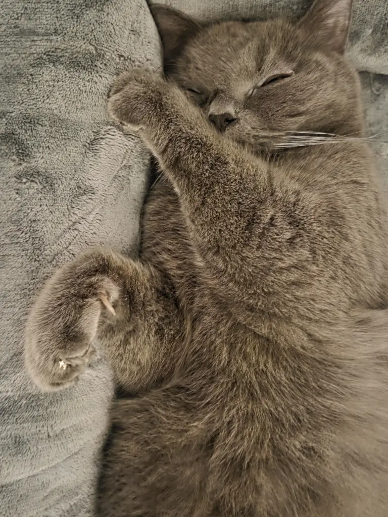 Bild von Puma
