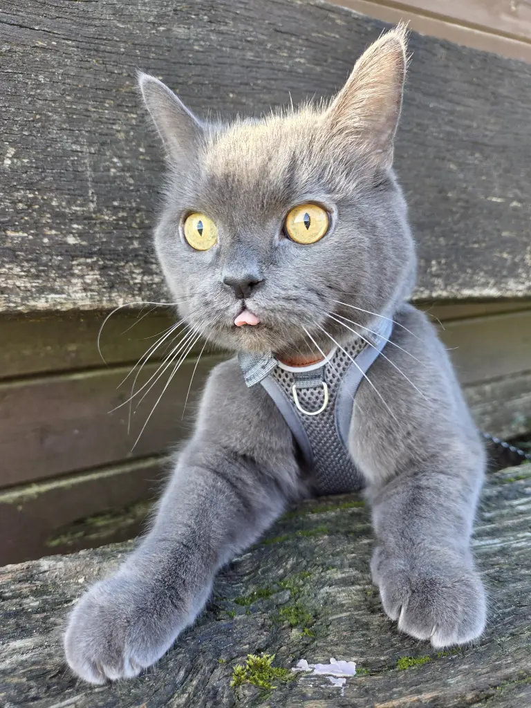 Bild von Puma