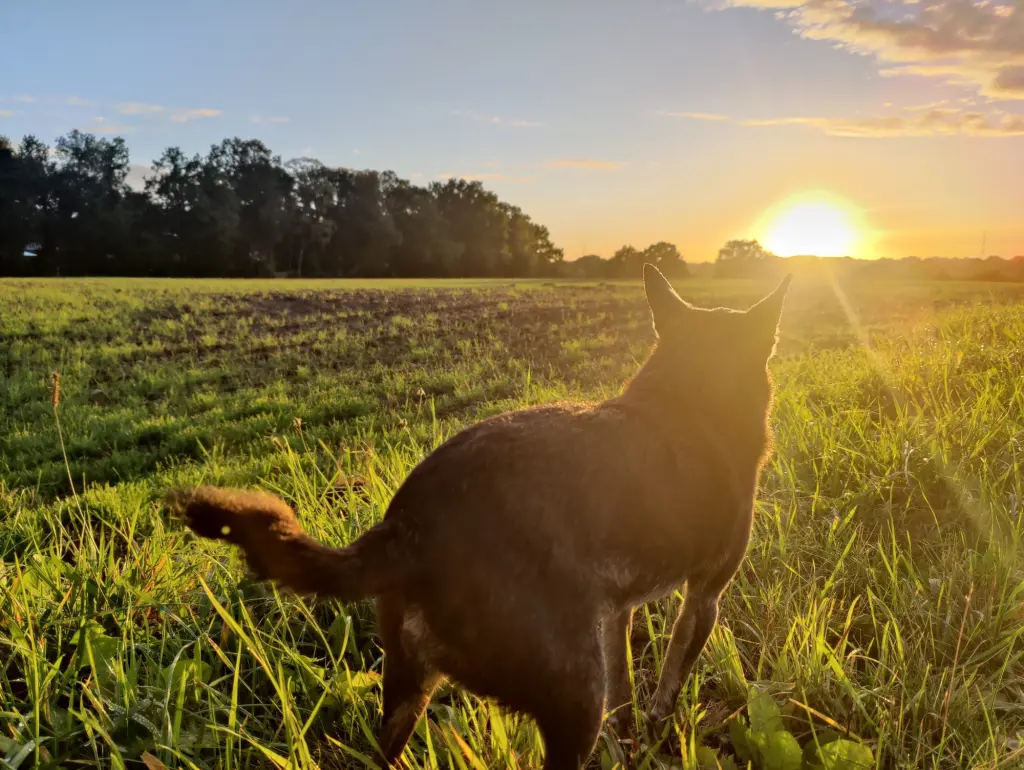 Image from Tikko
