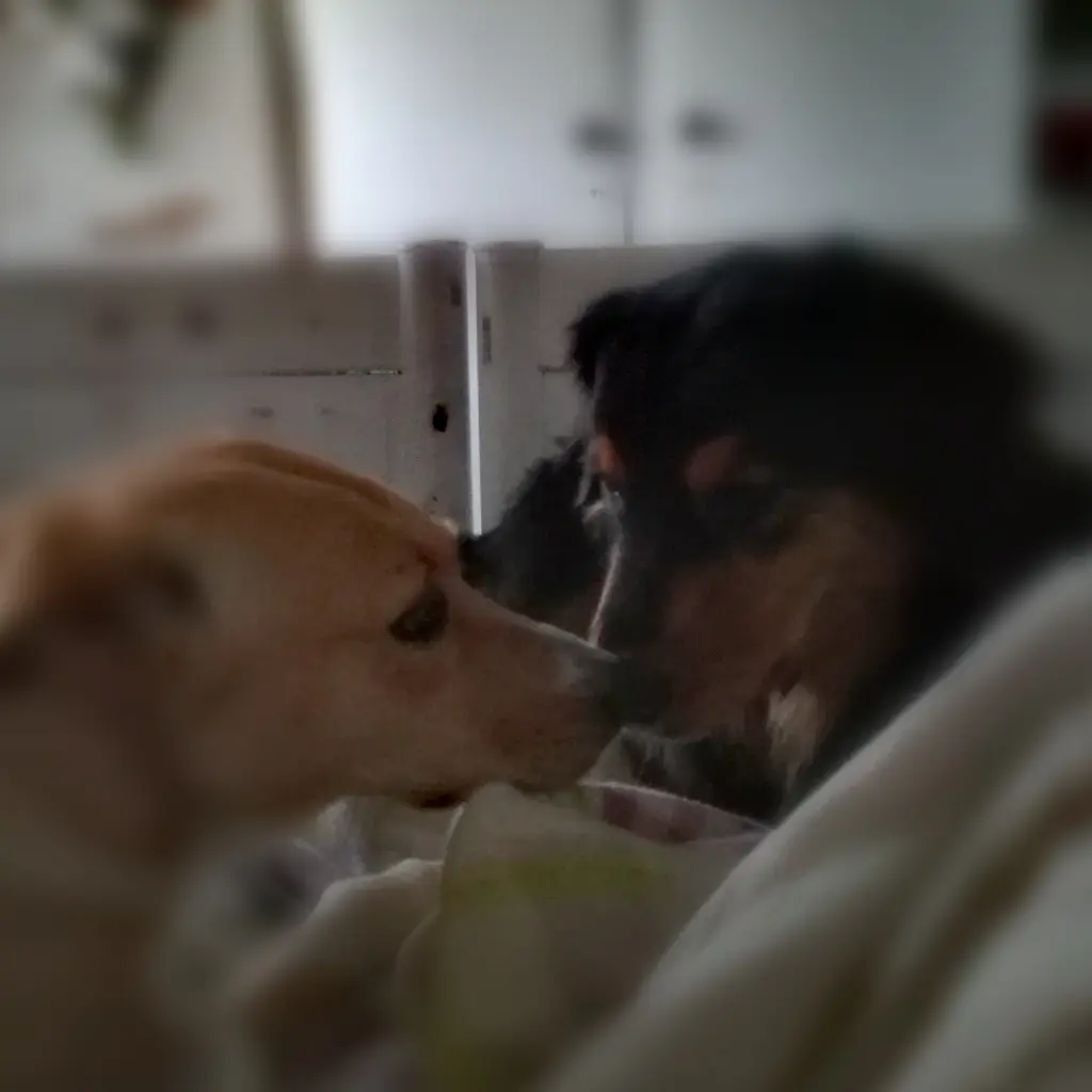 Bild von Dolly