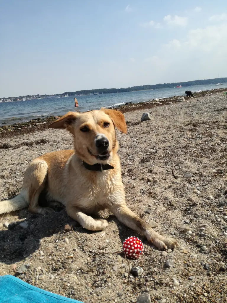 Bild von Dolly