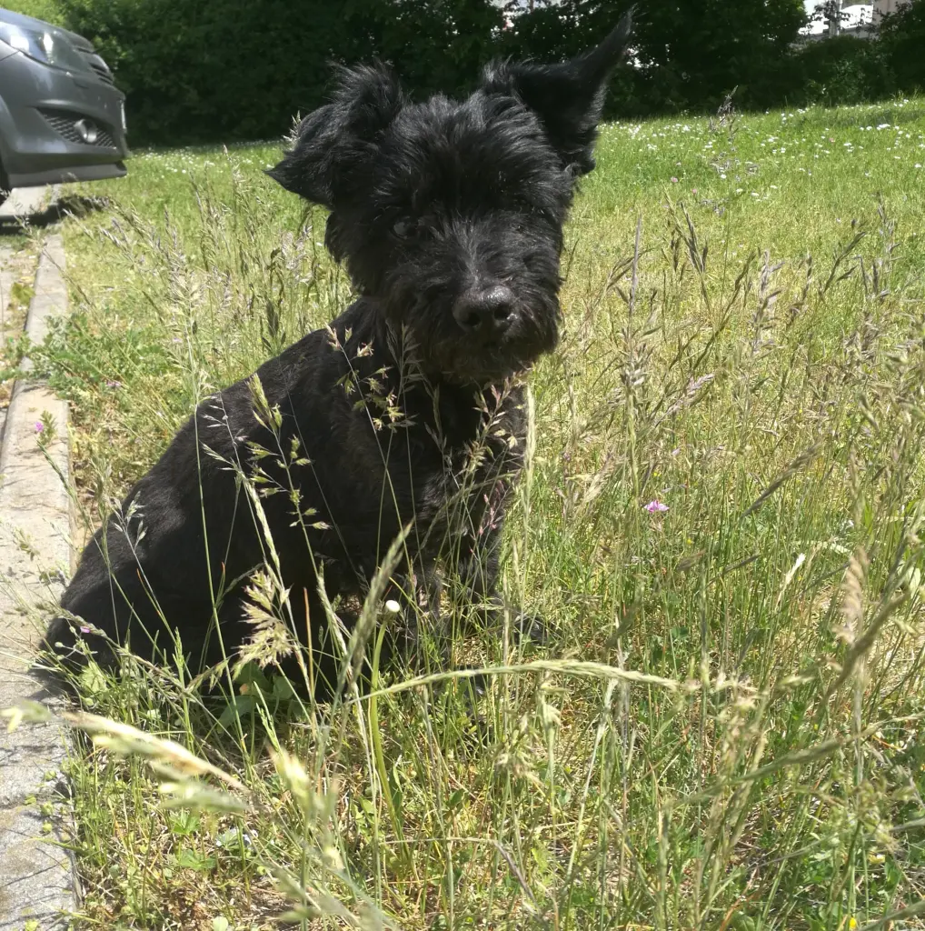 Image from Lolo