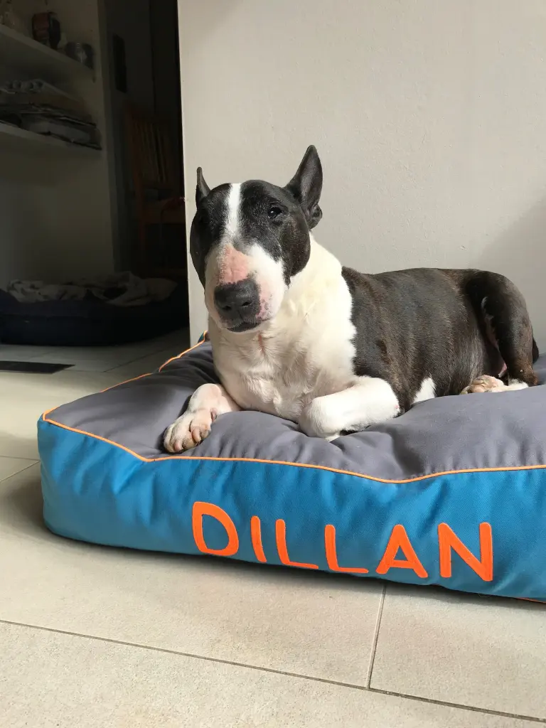 Image from Dillan