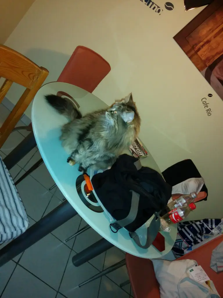 Image from Alea
