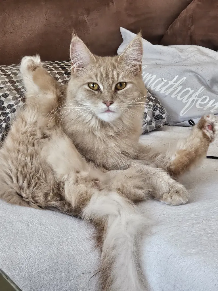 Image from Nala