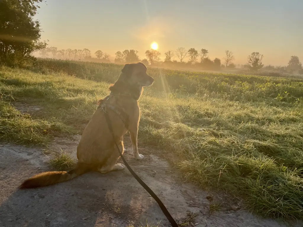 Bild von Jackson