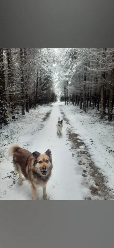 Bild von Wolfi