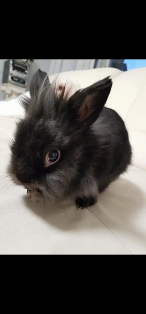 Bild von Marley