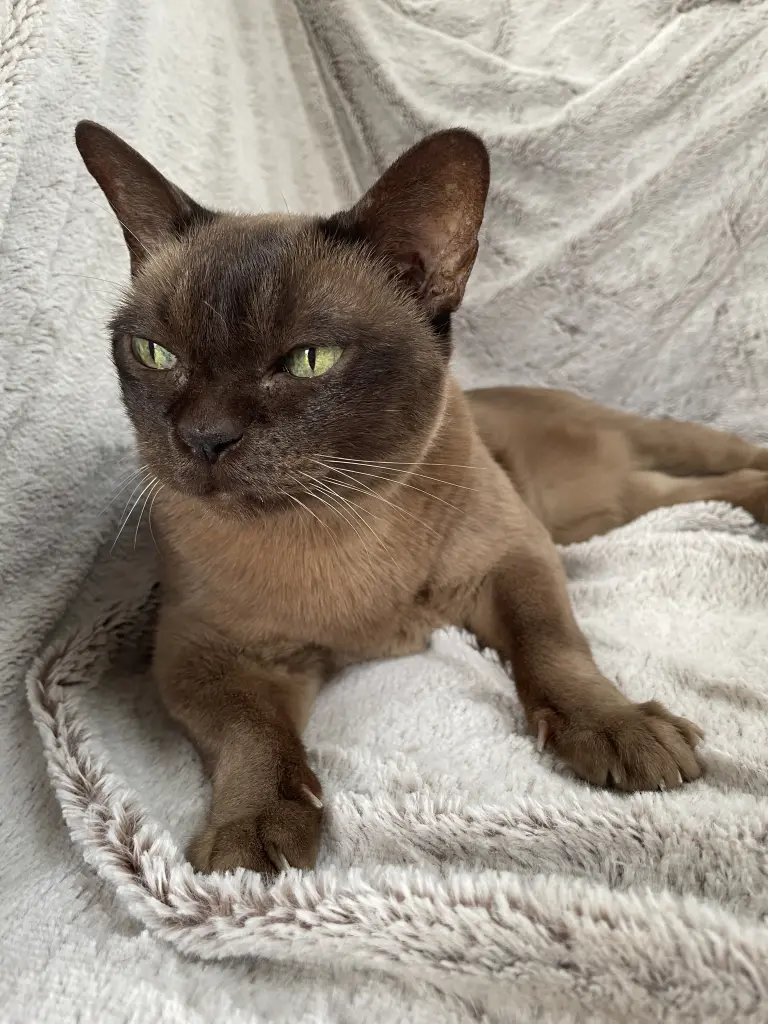 Image from Sari