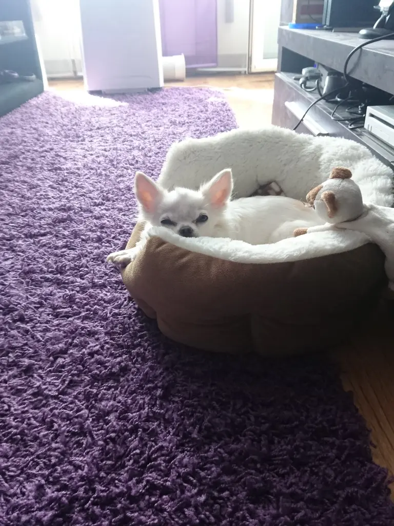 Image from Kitty