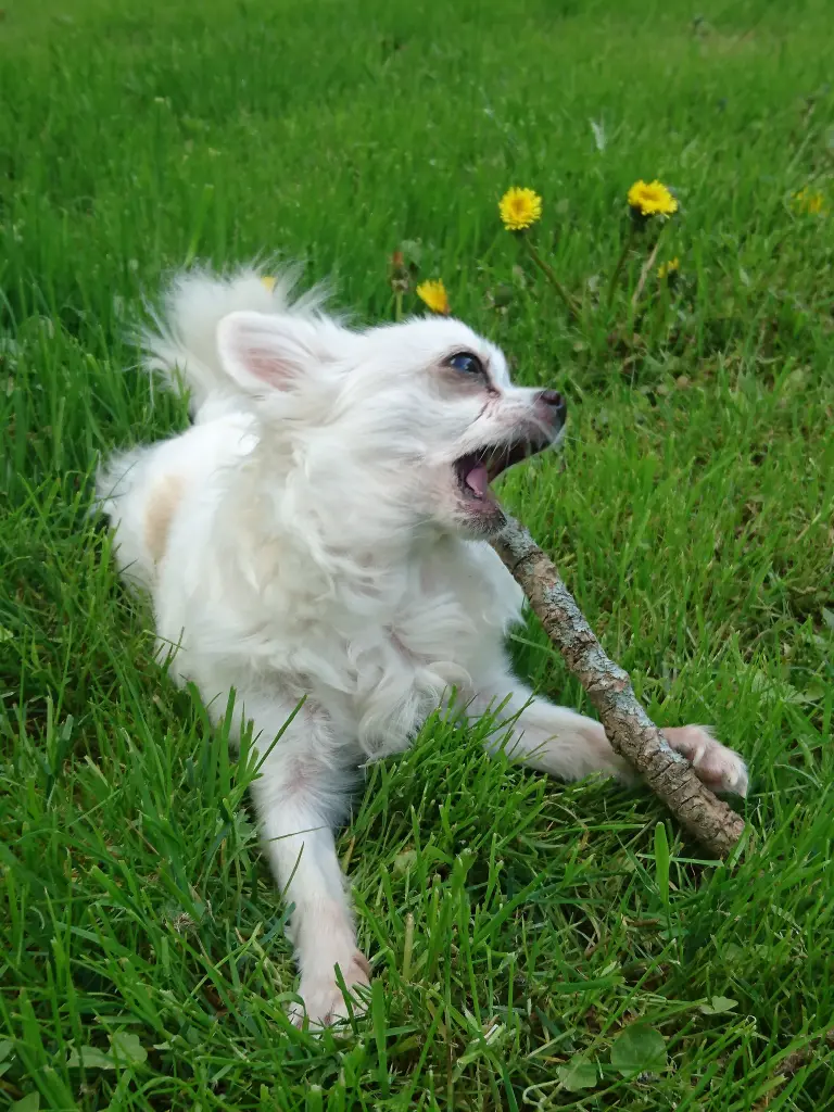 Image from Kitty