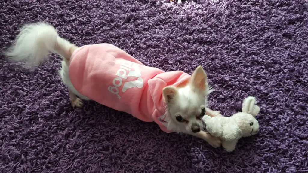 Image from Kitty