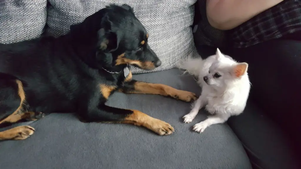 Image from Kitty