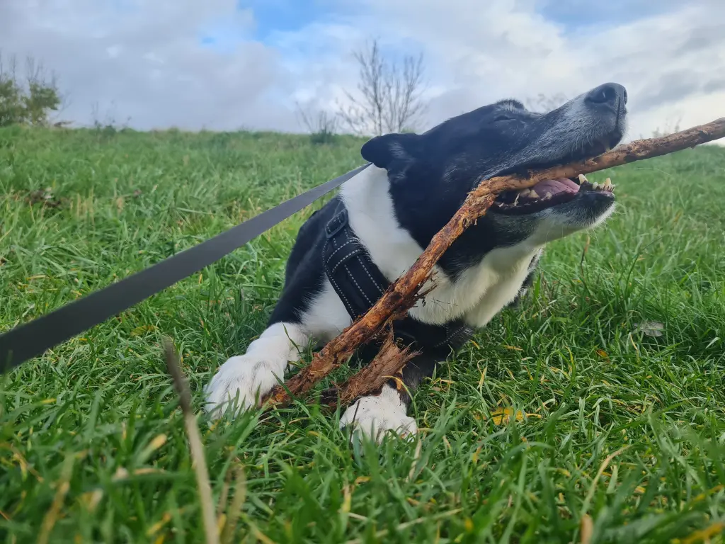 Bild von Percy