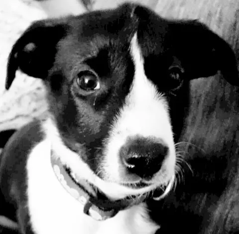 Bild von Percy