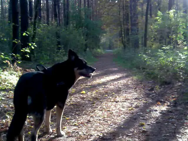 Condolence image of Angelika