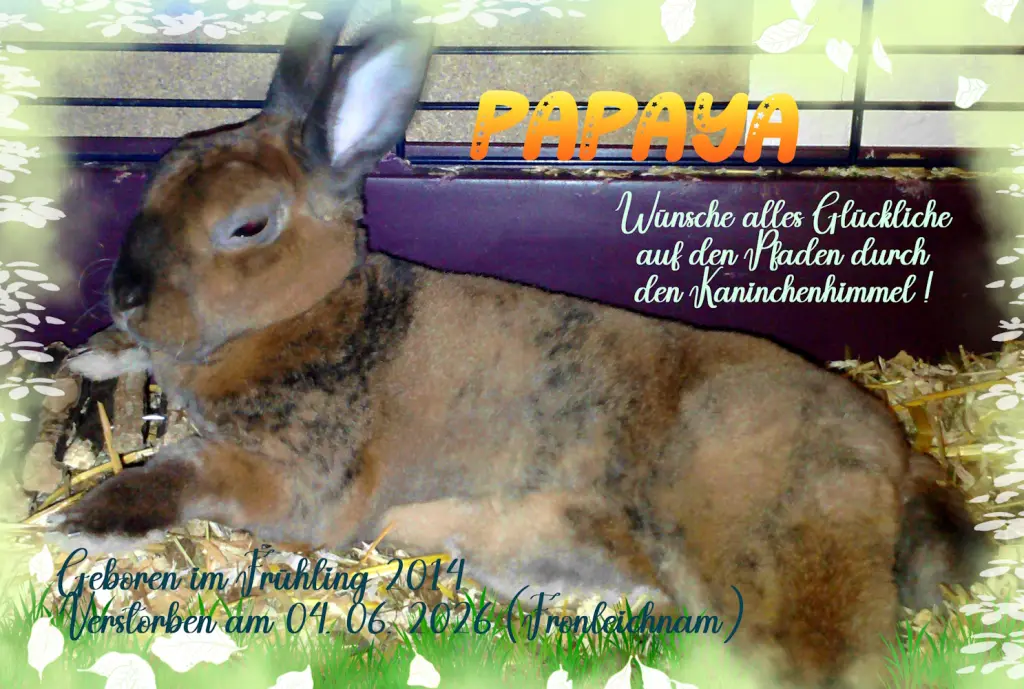 Image from Papaya