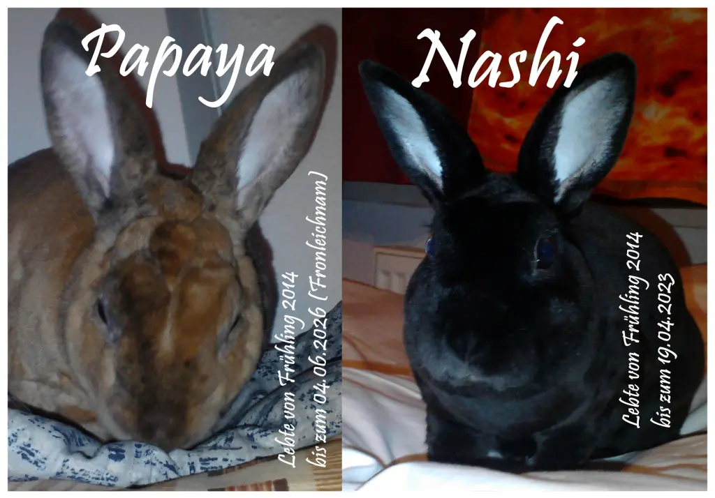 Image from Papaya