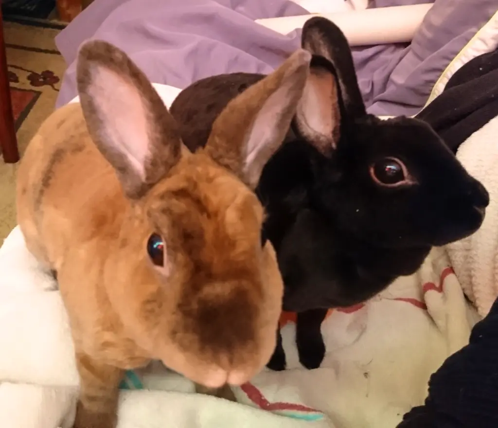 Papaya & Nashi