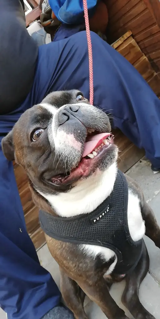 Bild von Buddy