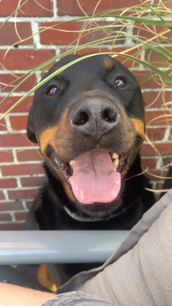 Image from Kaylo