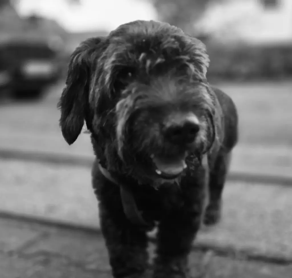 Condolence image of Isabell