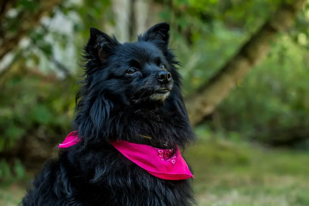 Bild von Bella Mia