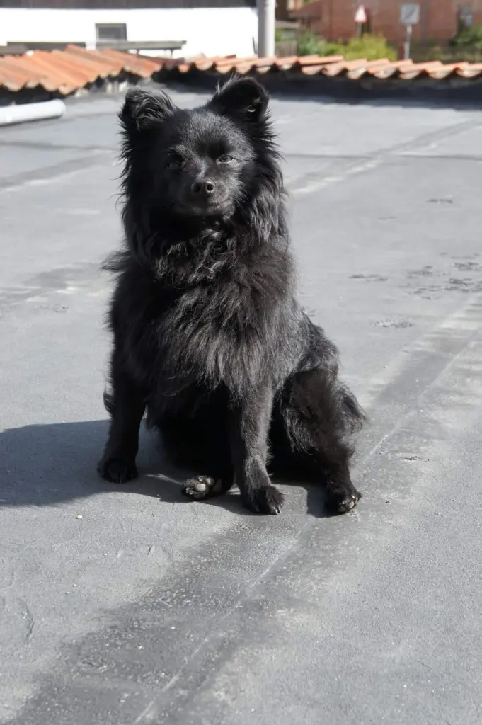 Bild von Bella Mia