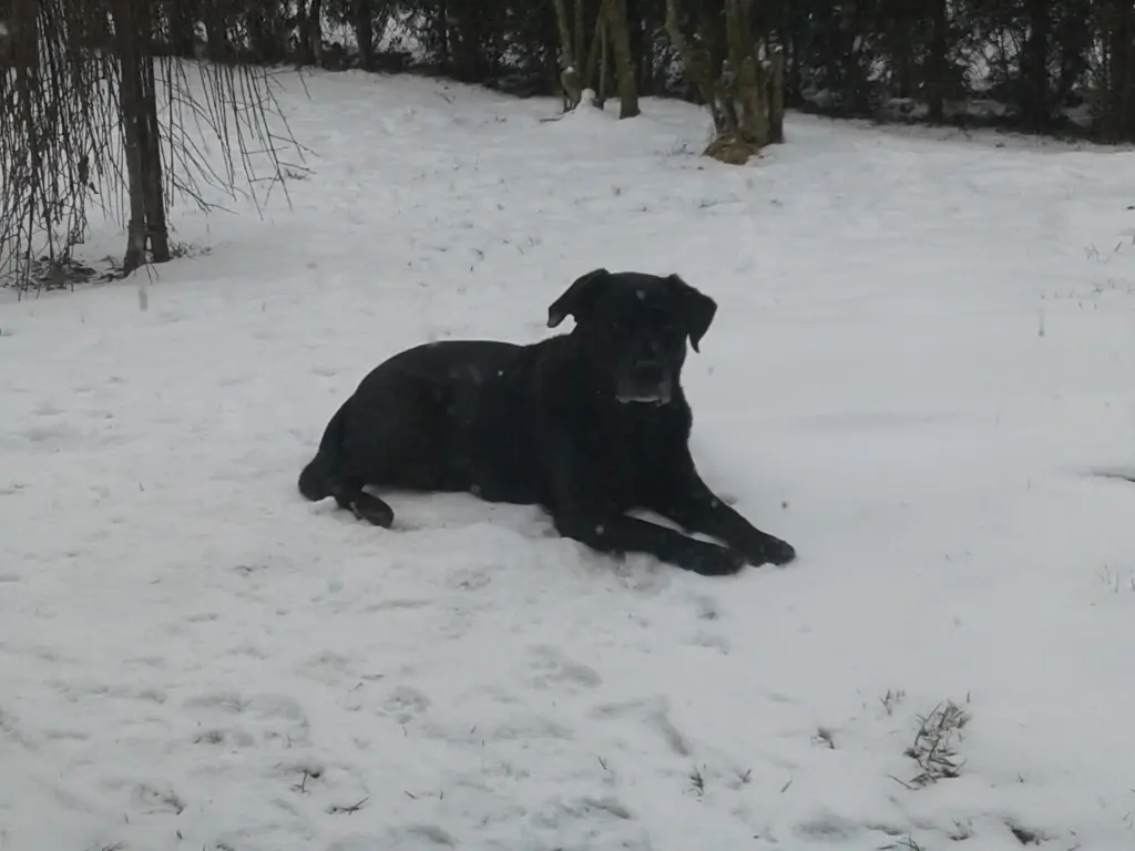 Image from Blacky