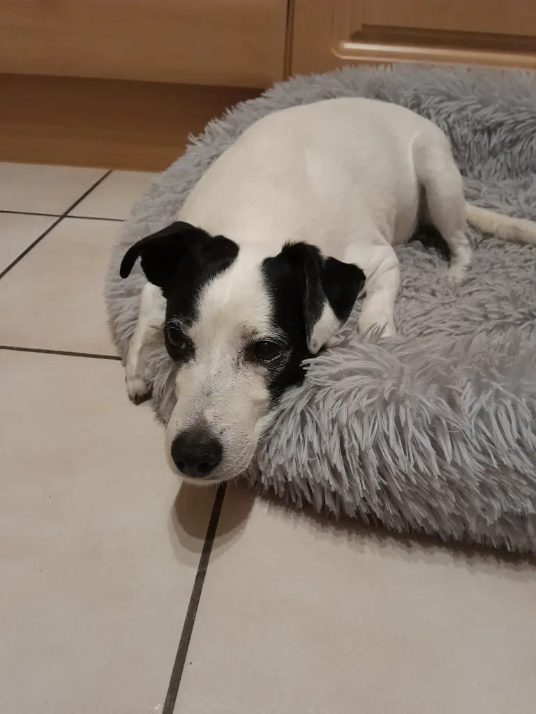Warten auf den Spaziergang ?