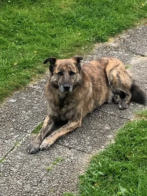 Bild von Puscha