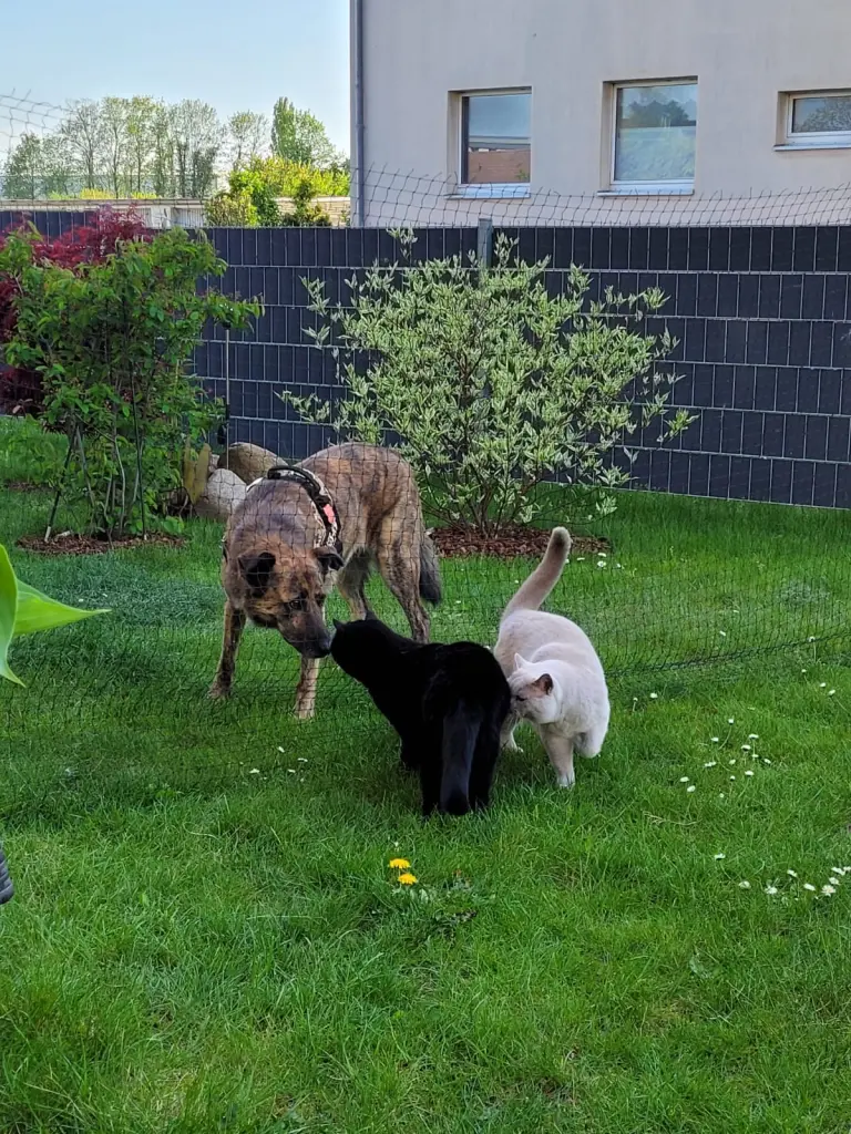 Mit Nachbars-Katzen auf Du & Du