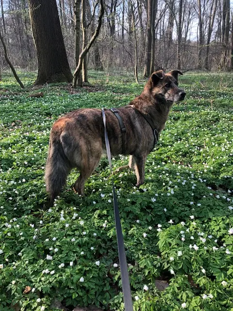 ...mein Wald