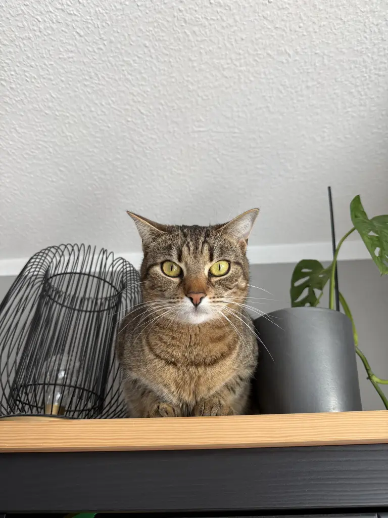 Image from Dobby